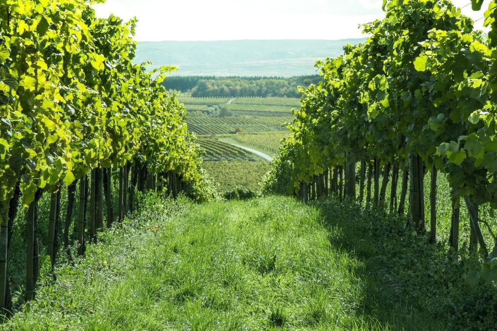 Weinberghof Ilkerl-Luf Krems an der Donau Exterior foto